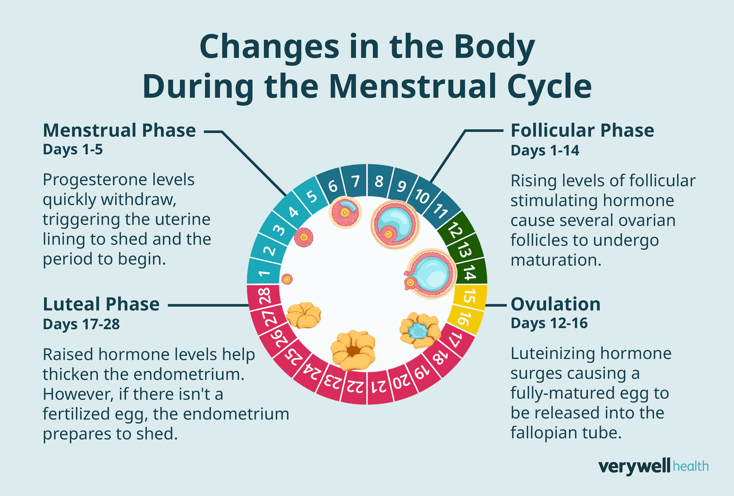 The 2026 Period Wellness guide: How to Choose the Right Period Underwear and Swimwear for Every Cycle Phase