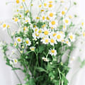 Chamomile flowers