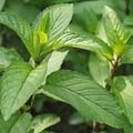 Peppermint leaves