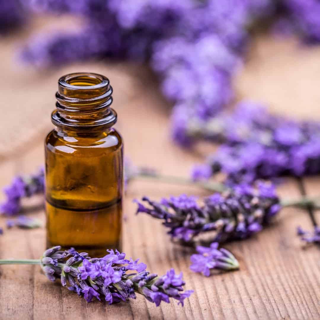 lavender essential oil