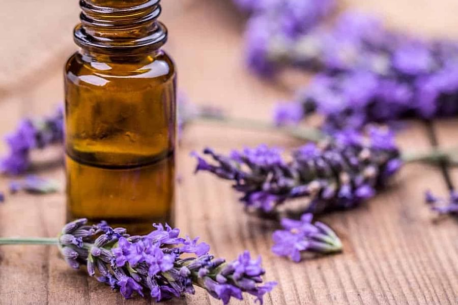 lavender essential oil