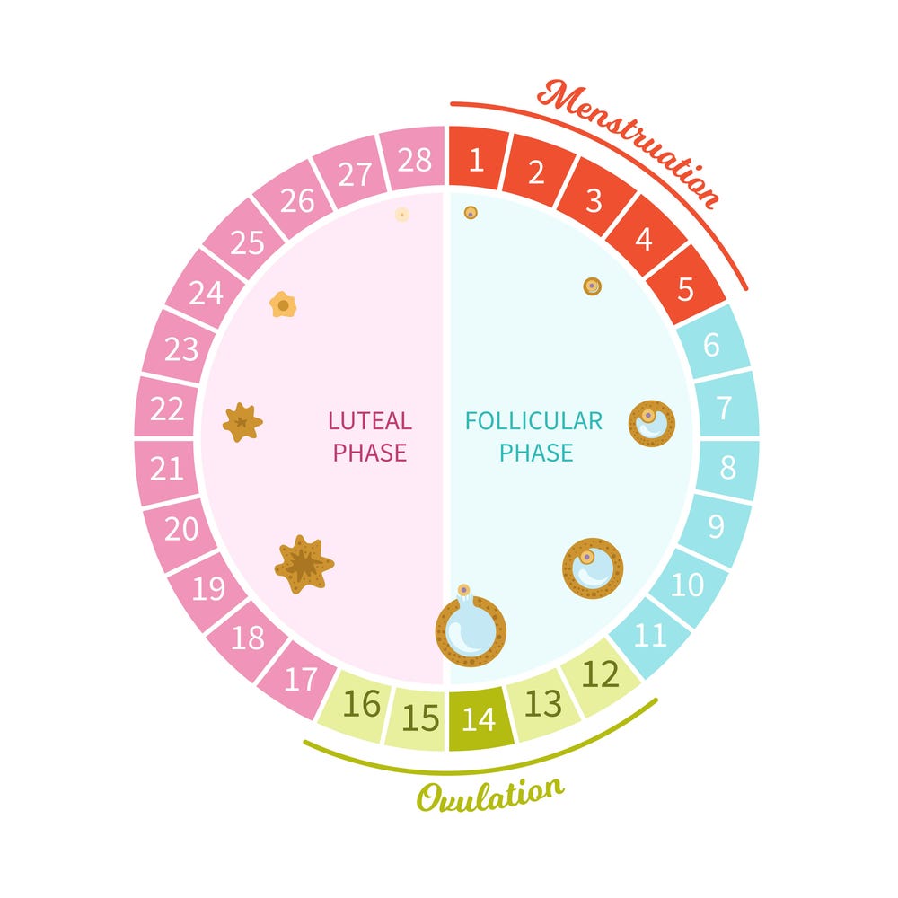 Detailed chart illustrating the different phases of the menstrual cycle and their hormonal changes