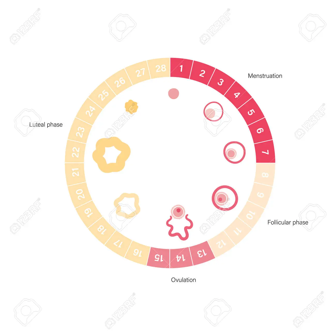 Diagram illustrating the phases of the menstrual cycle and corresponding hormonal changes